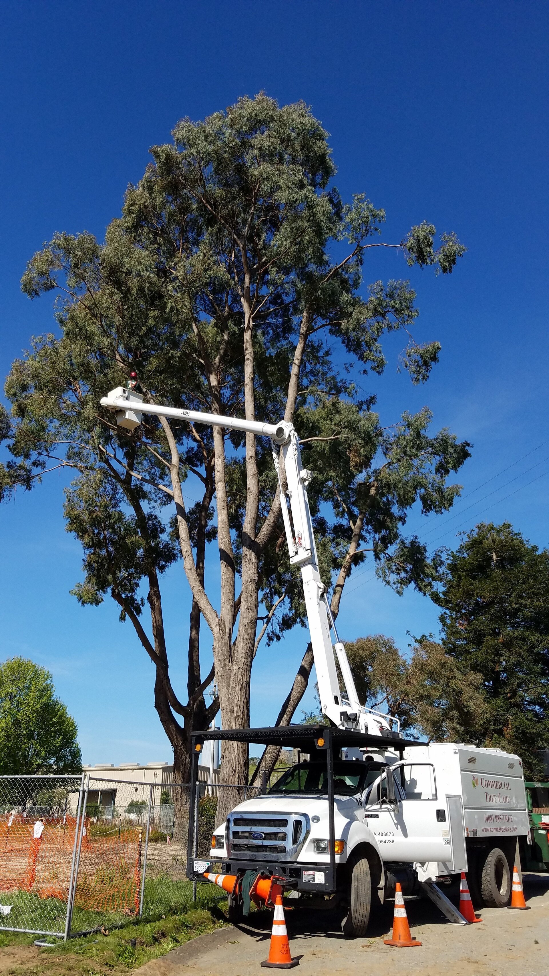 Commercial Tree Care work site