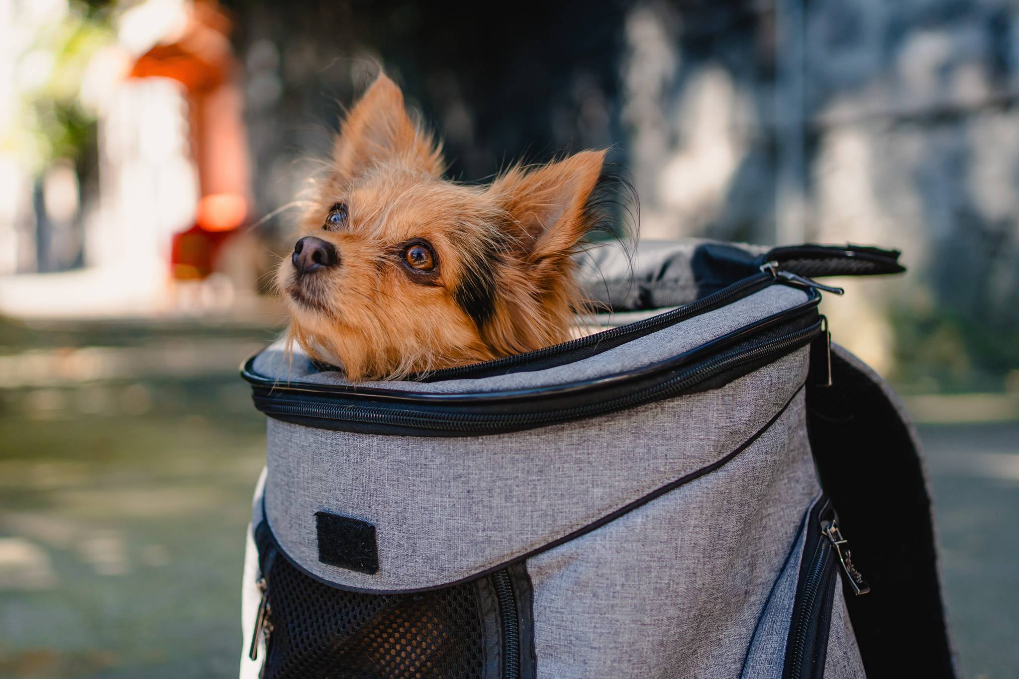 Perro parte de la boda en cuernavaca