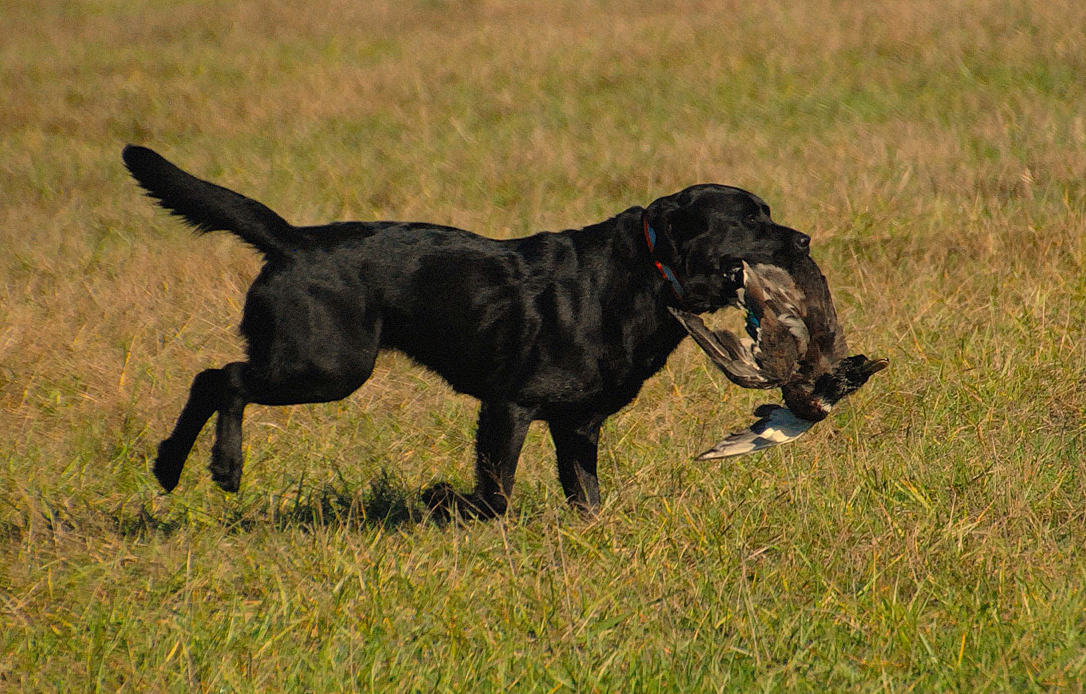 MaiTai 15 Mos.
WC Hunt Test