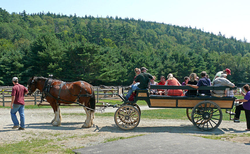 Horse-drawn Carriage rides are 
popular in Acadia National Park, 
Maine