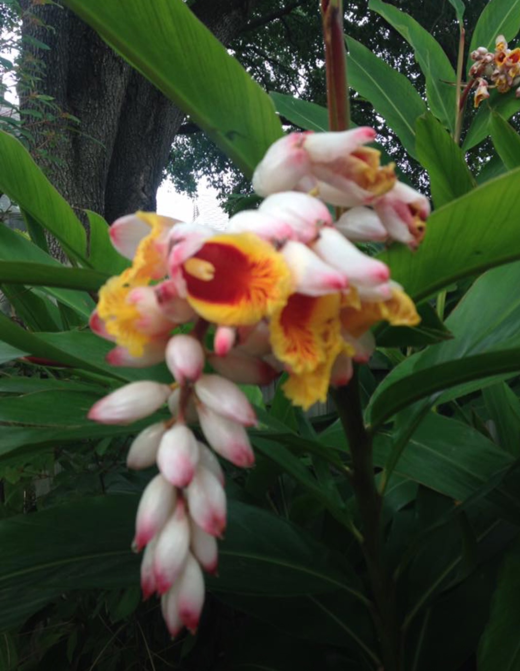 Ginger Blooming