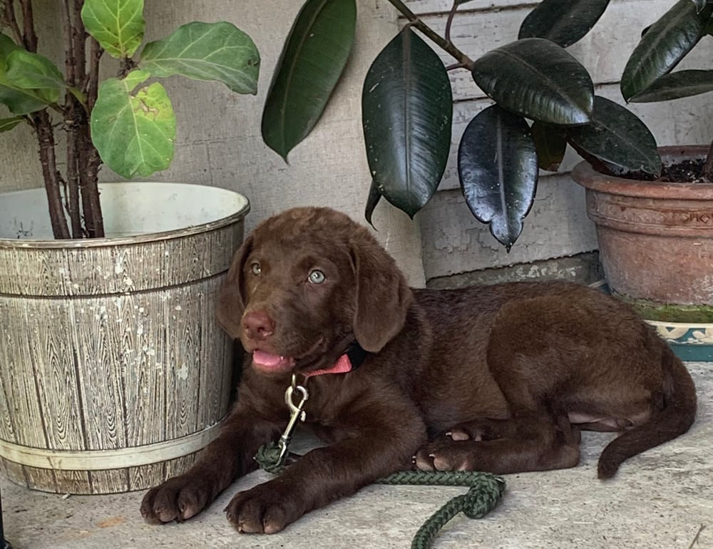 Alli: Chesapeake Bay Retriever