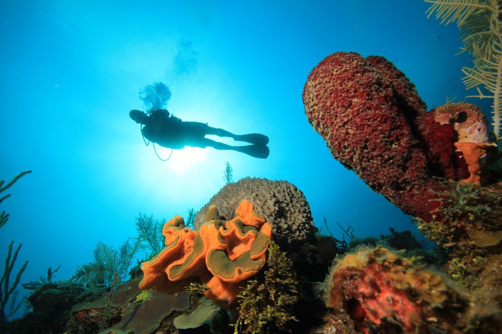 https://0201.nccdn.net/1_2/000/000/176/1dd/buceo-en-varadero_playa-coral-cuba-1.jpg