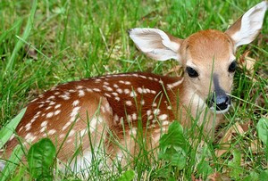 Deer fawns and other native wildlife babies orphaned in Ohio must now be killed - no exceptions.