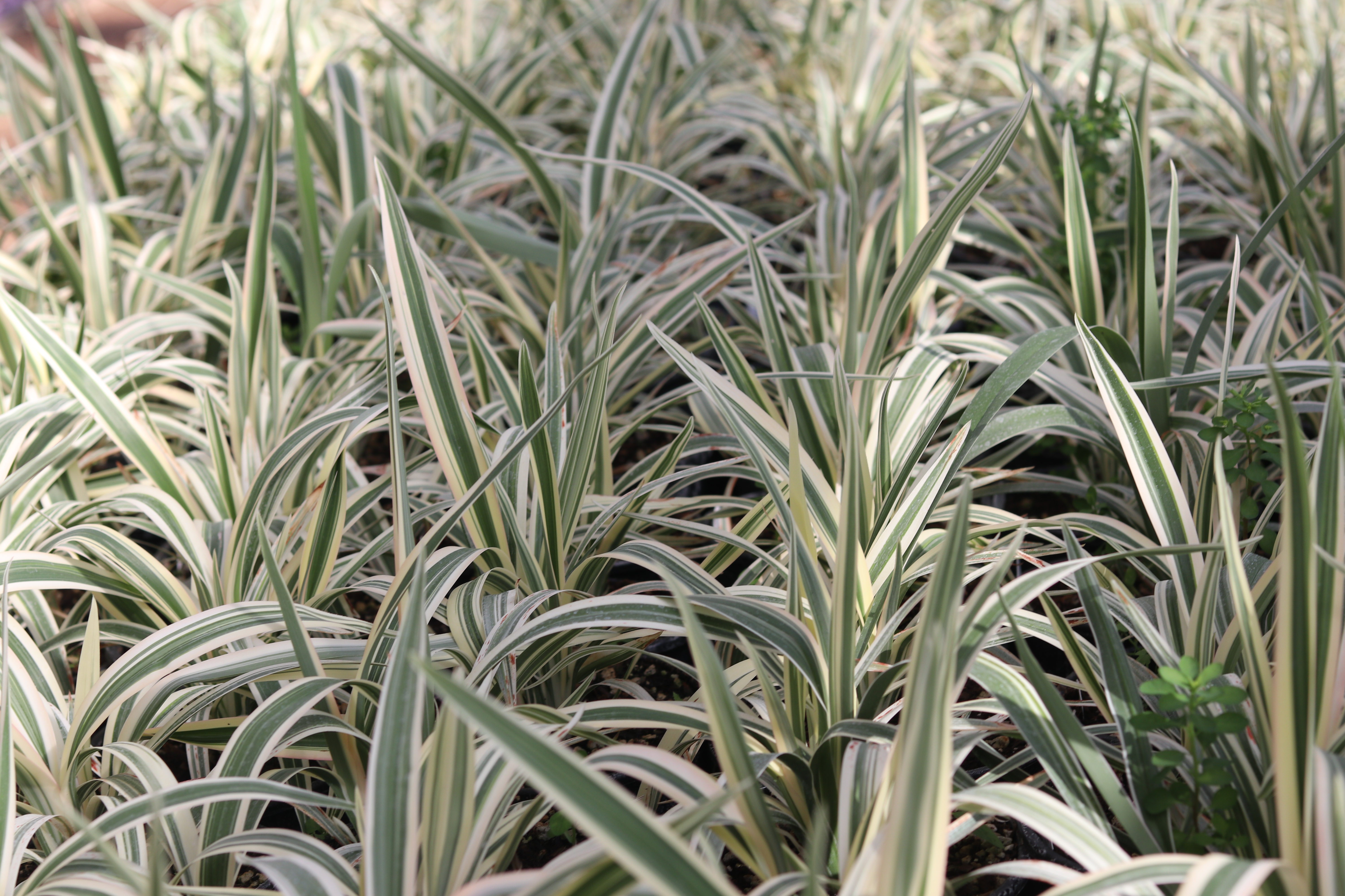 Dianella Variegated