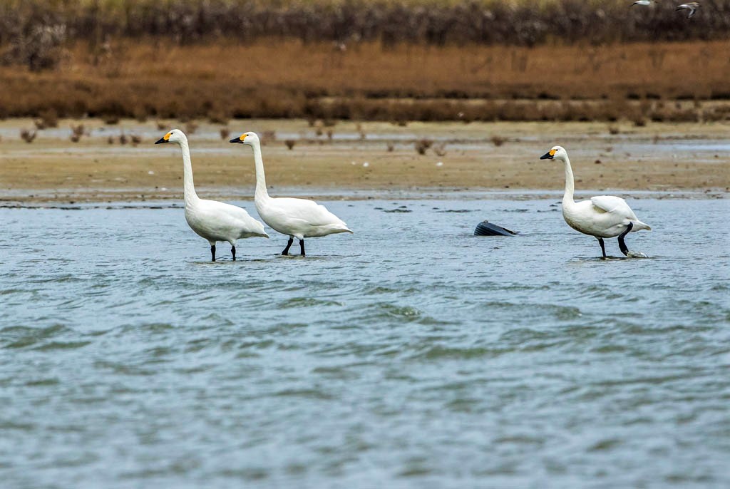 Bewick's Swans about to take off