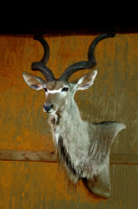 kudu-wall-pedestal