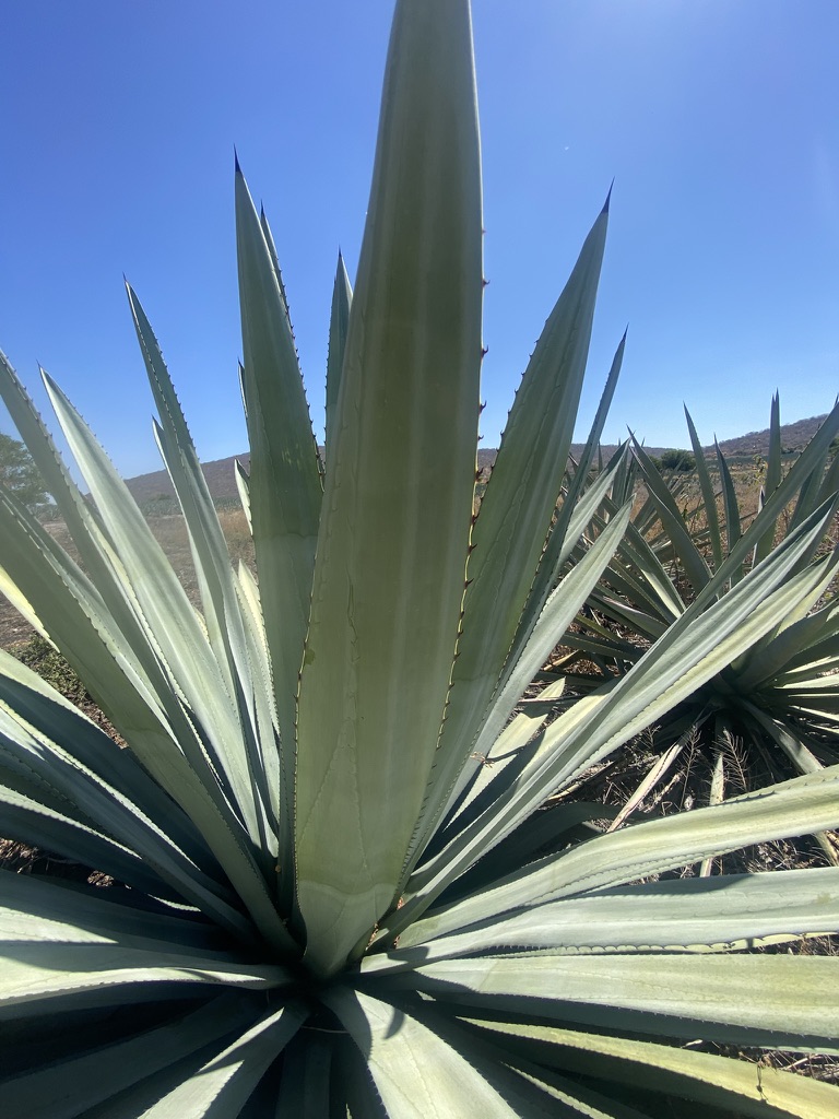 Un maguey visto de cerca