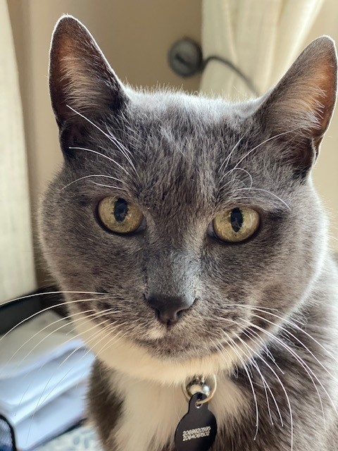 Lance B. kitty