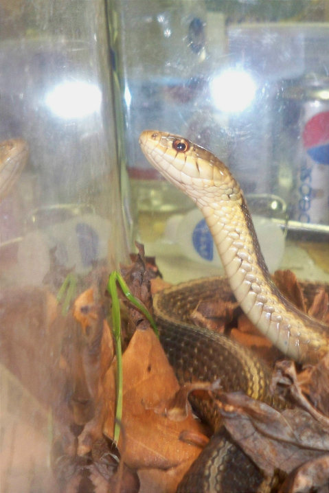 even snakes need help!