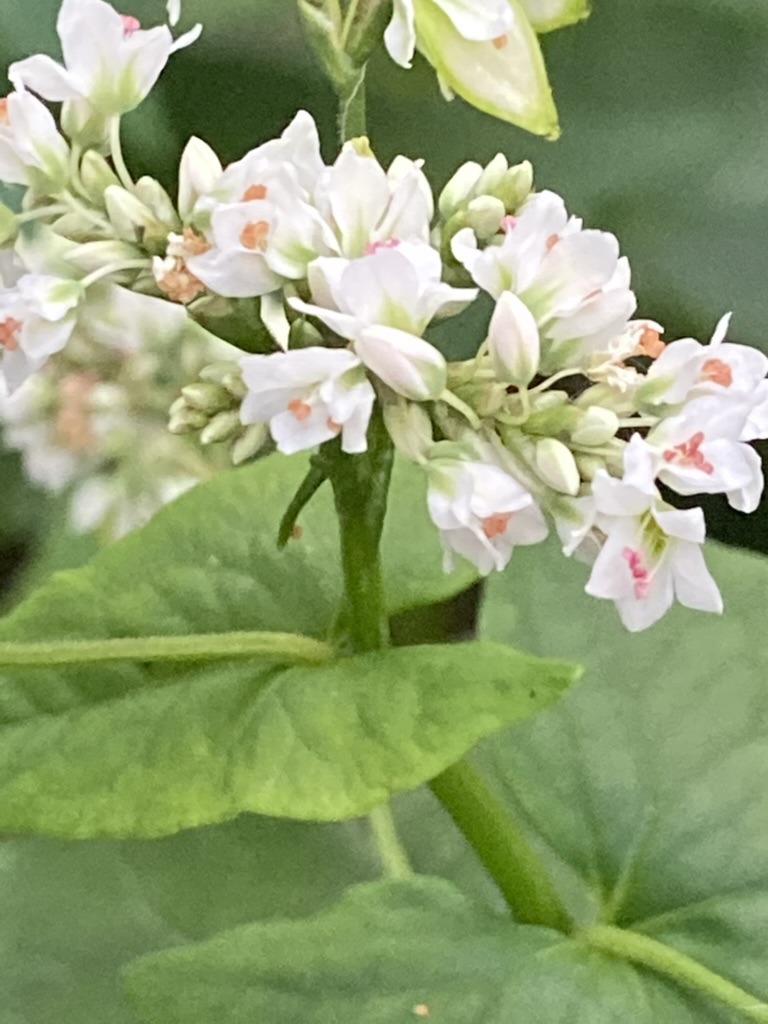 Buckwheat (Fagopyrum esculentum)