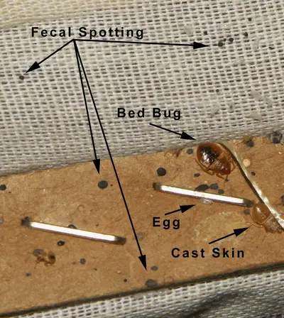 bed bug excrement