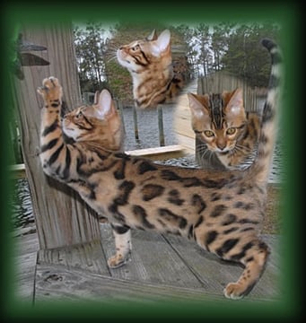 Big Bang Bengals Morgan of Cazpurr aka Morga
