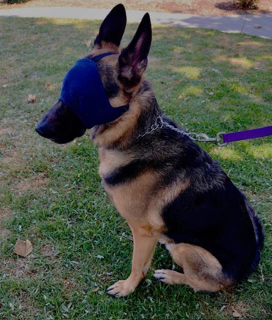 Dog wearing a calming mask