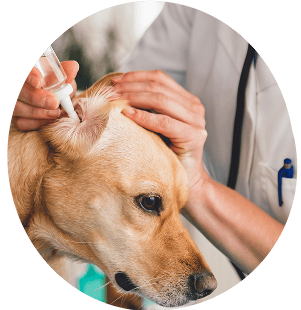 Comercializadora Veterinaria Sinergia - Medicamentos veterinrios