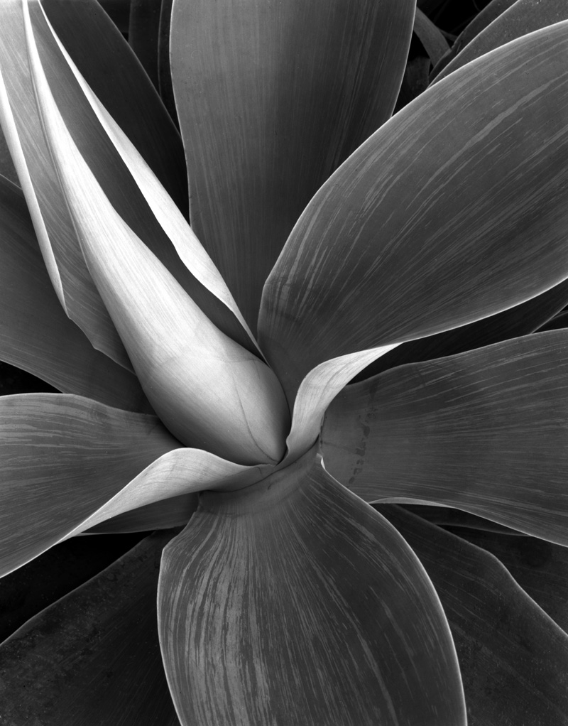 Agave