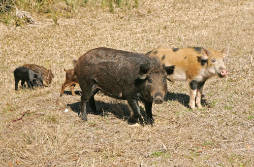 Pilgrim pigs wild hogs Mayflower thanksgiving 