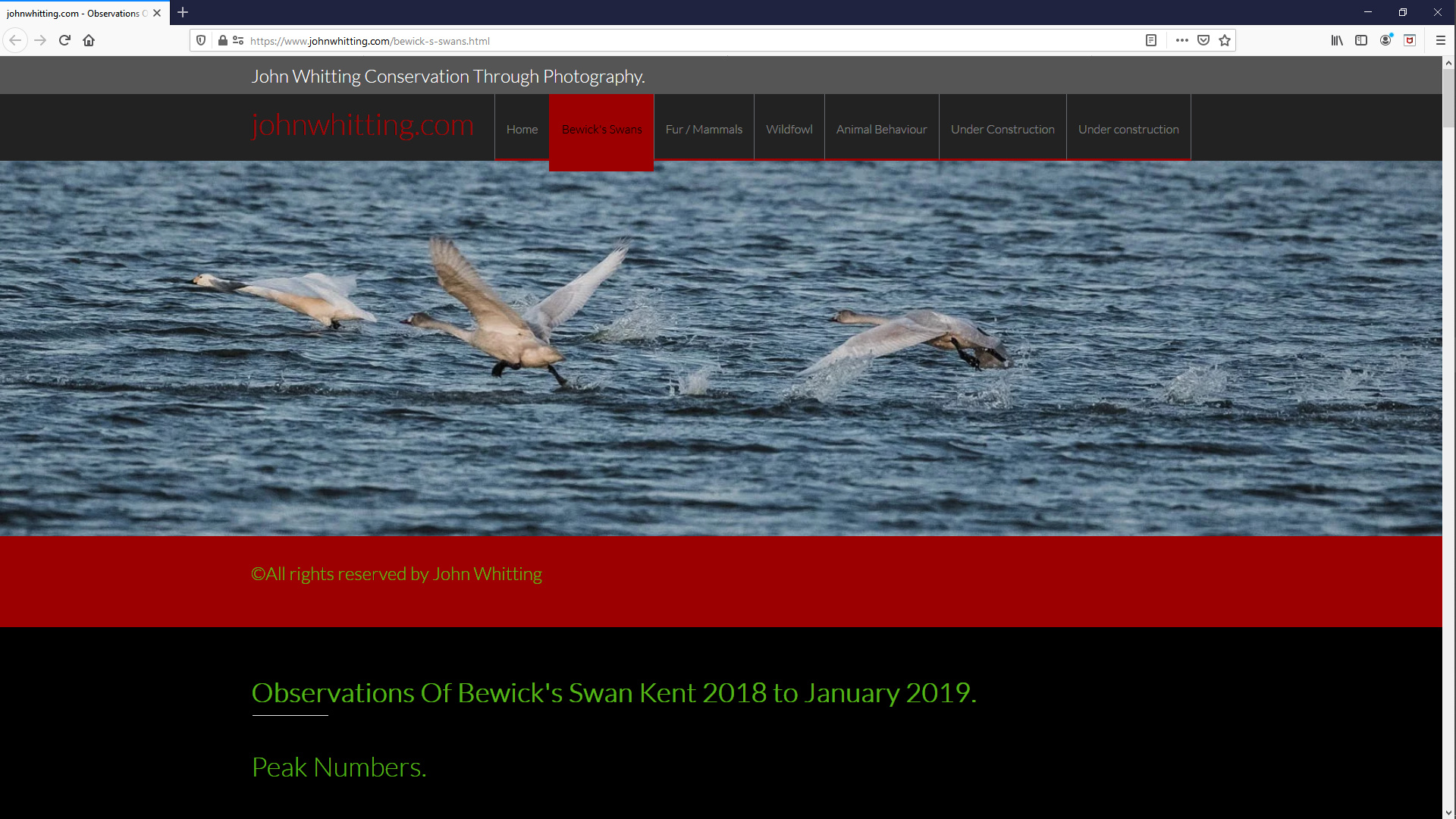 Observations Of Bewick's Swans Kent