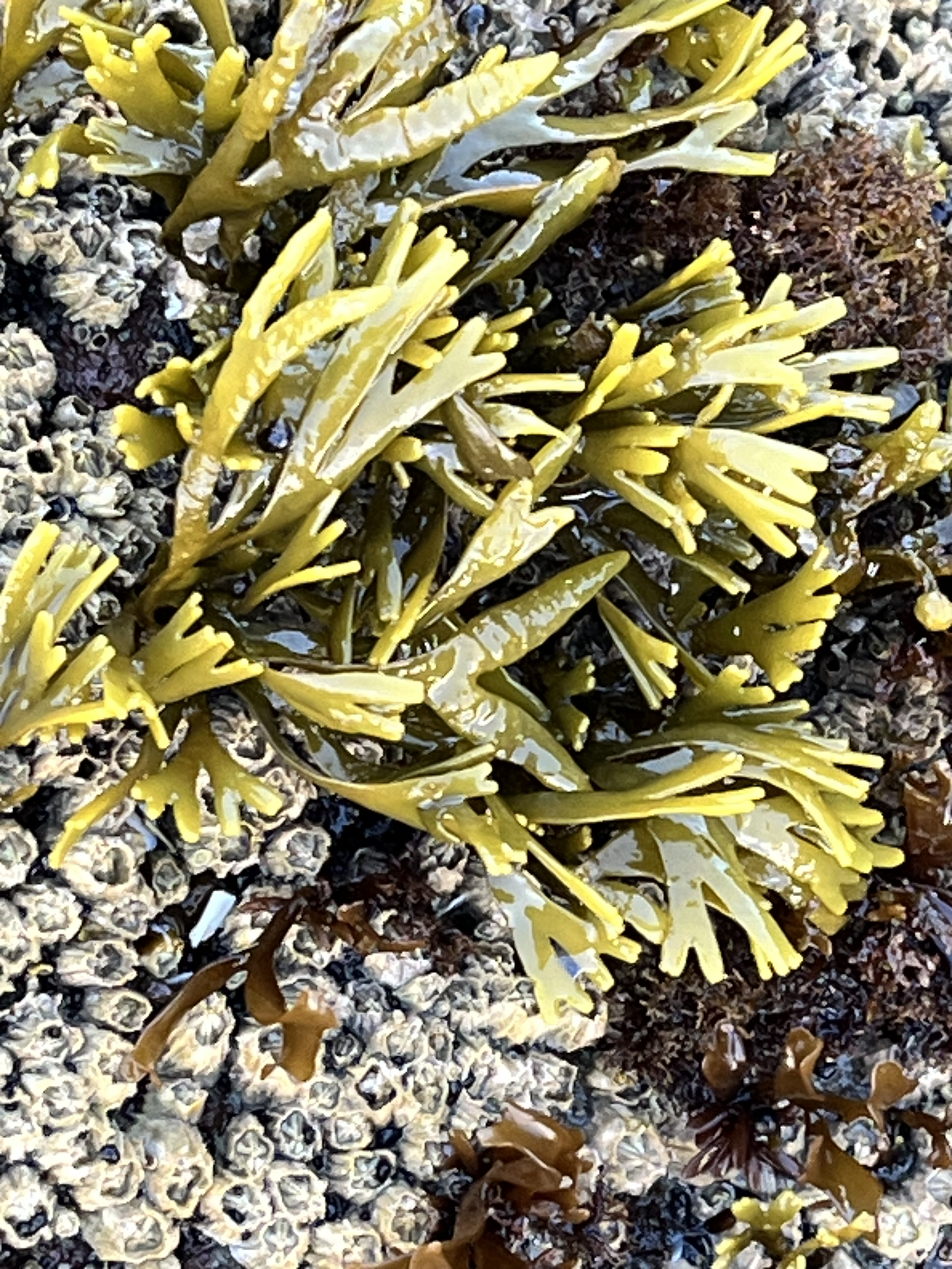 The Peace Seaweed  (Pelvetiopsis spp.)