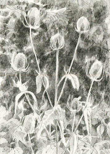 Teasels 7"x5" pen and ink £65