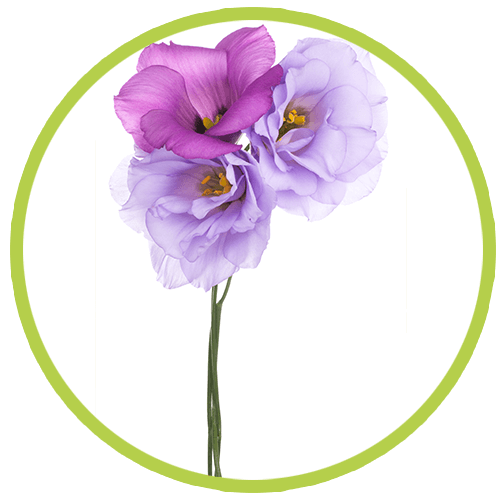 SPECIAL FLOWERS -  Lisianthus