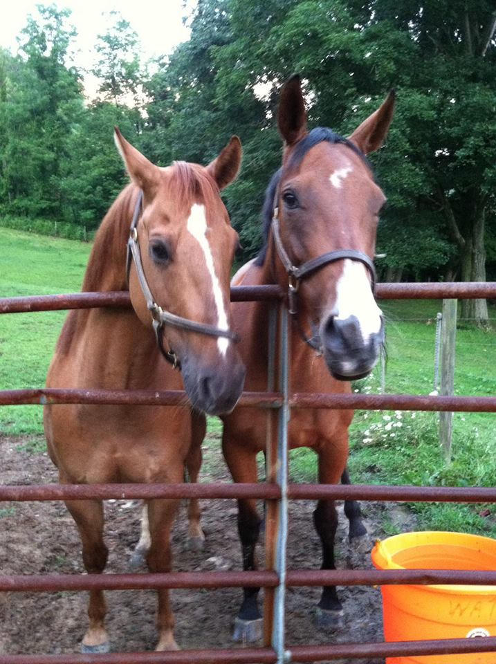 Dundee and Corsa, when they first arrived at Promises Never Broken.