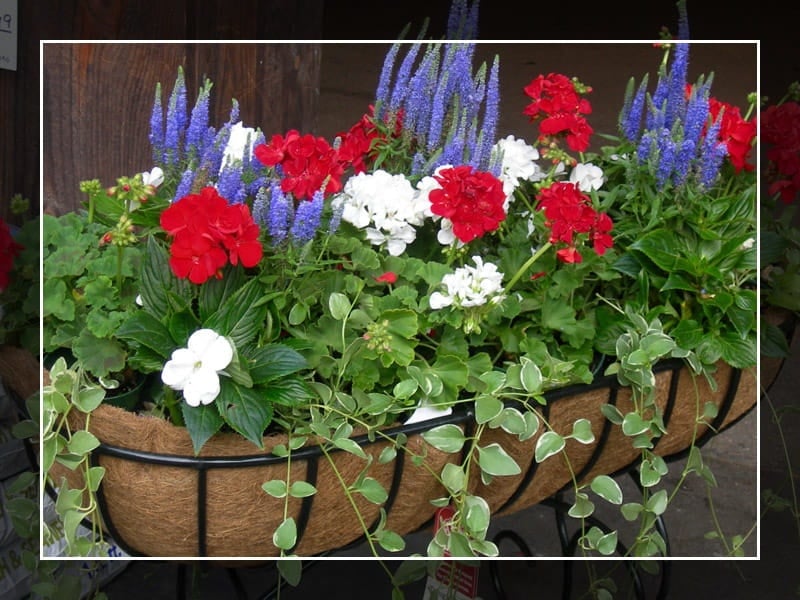 Red, White, and Blue Planter