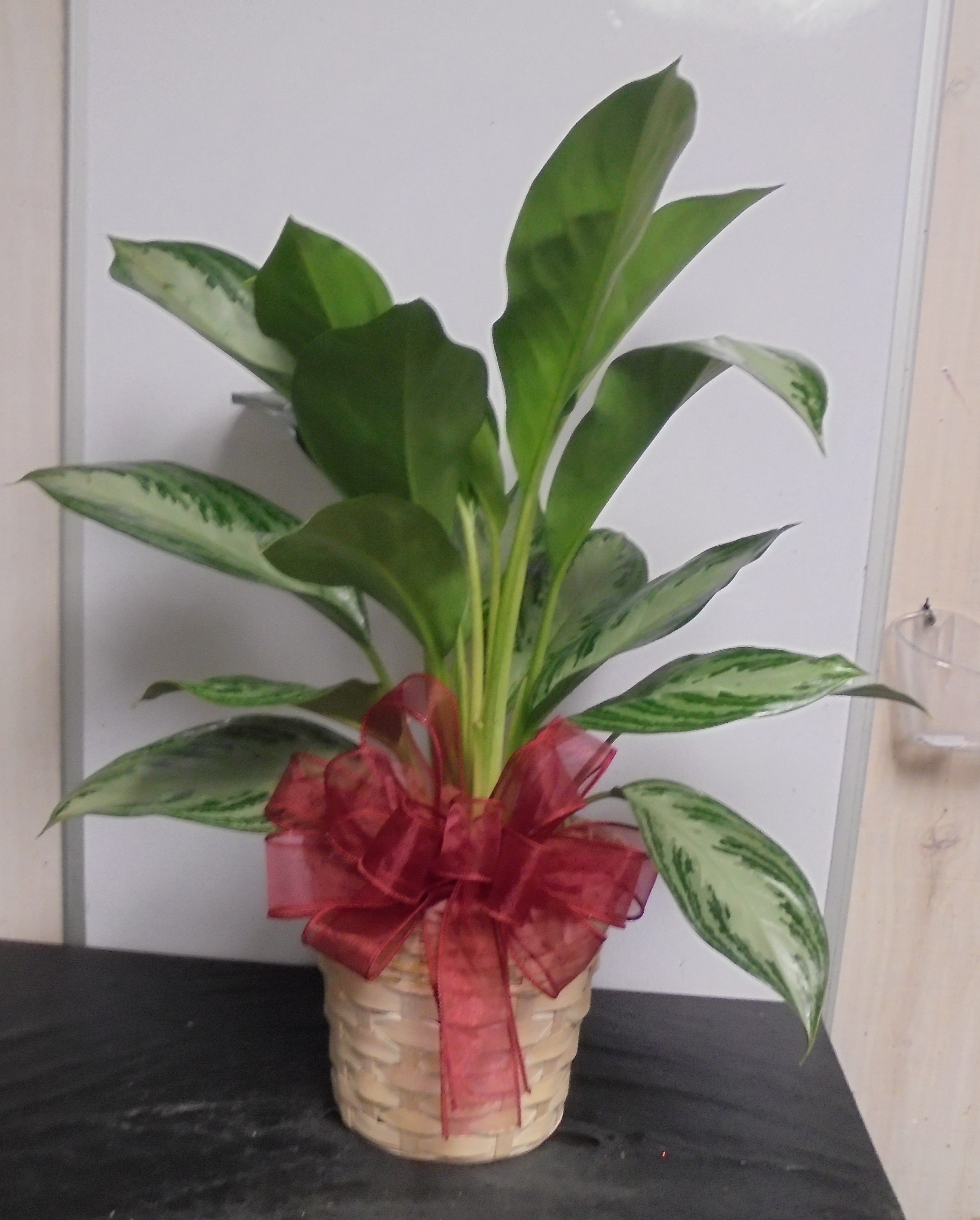 (SORRY OUT OF STOCK!!)
(18)  Chinese Evergreen Plant
$50.00