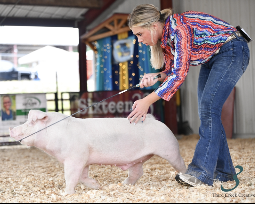 Lena Stricklin
2023 MYSPC Jackpot Series
Overall Champion
Chester White Barrow