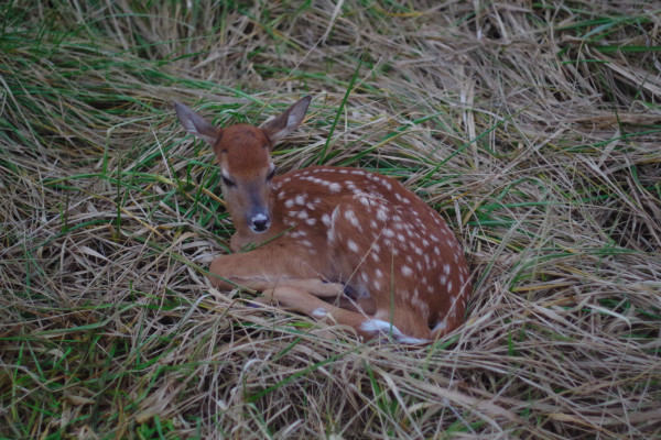 deer-fawn-taxidermy