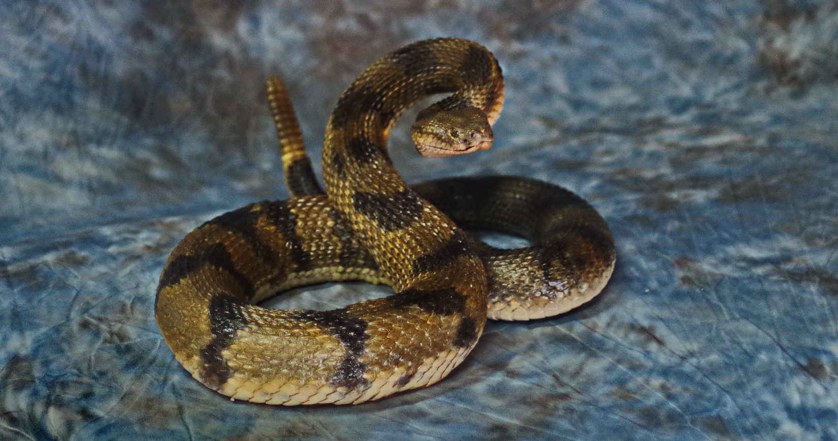 yellow phase timber rattler from Pennsylvania