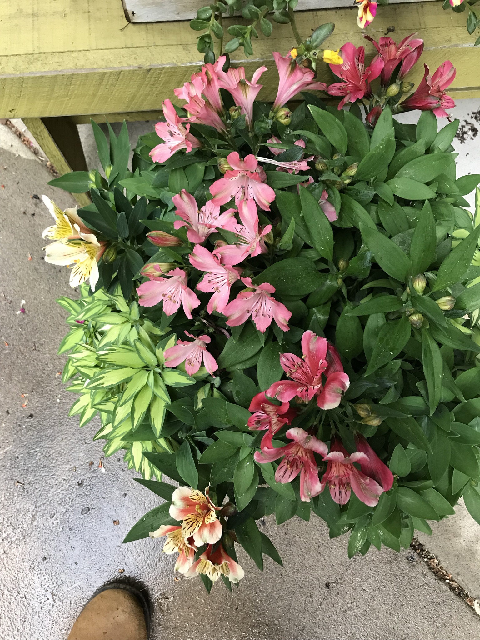Unbeatable Prices? Your Guide To Amish Greenhouses In St. Charles Mn - b3q2i8d