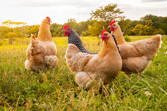 Chicken Sunset