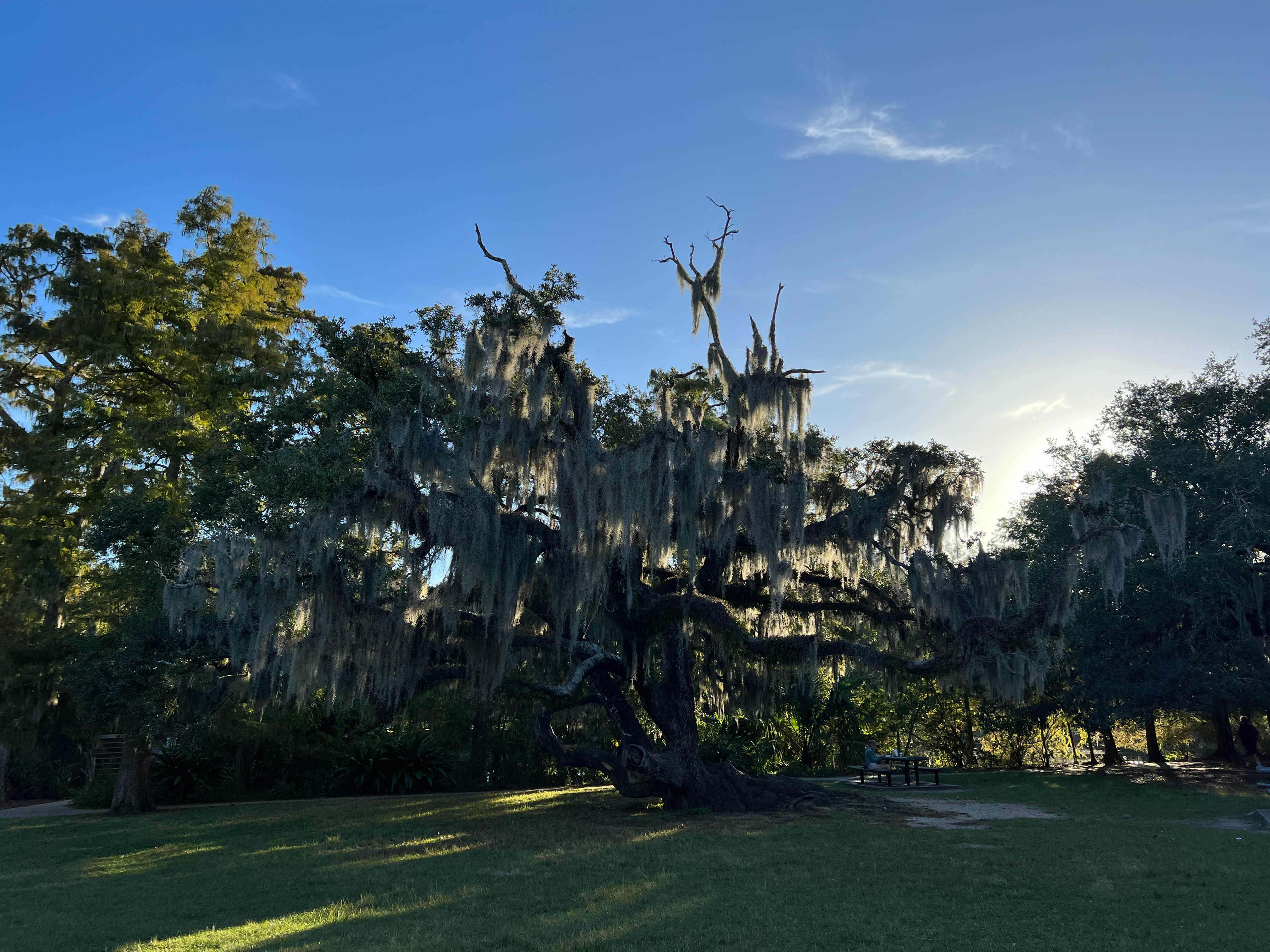 https://0201.nccdn.net/1_2/000/000/17a/f79/new-orleans-order-144.jpg