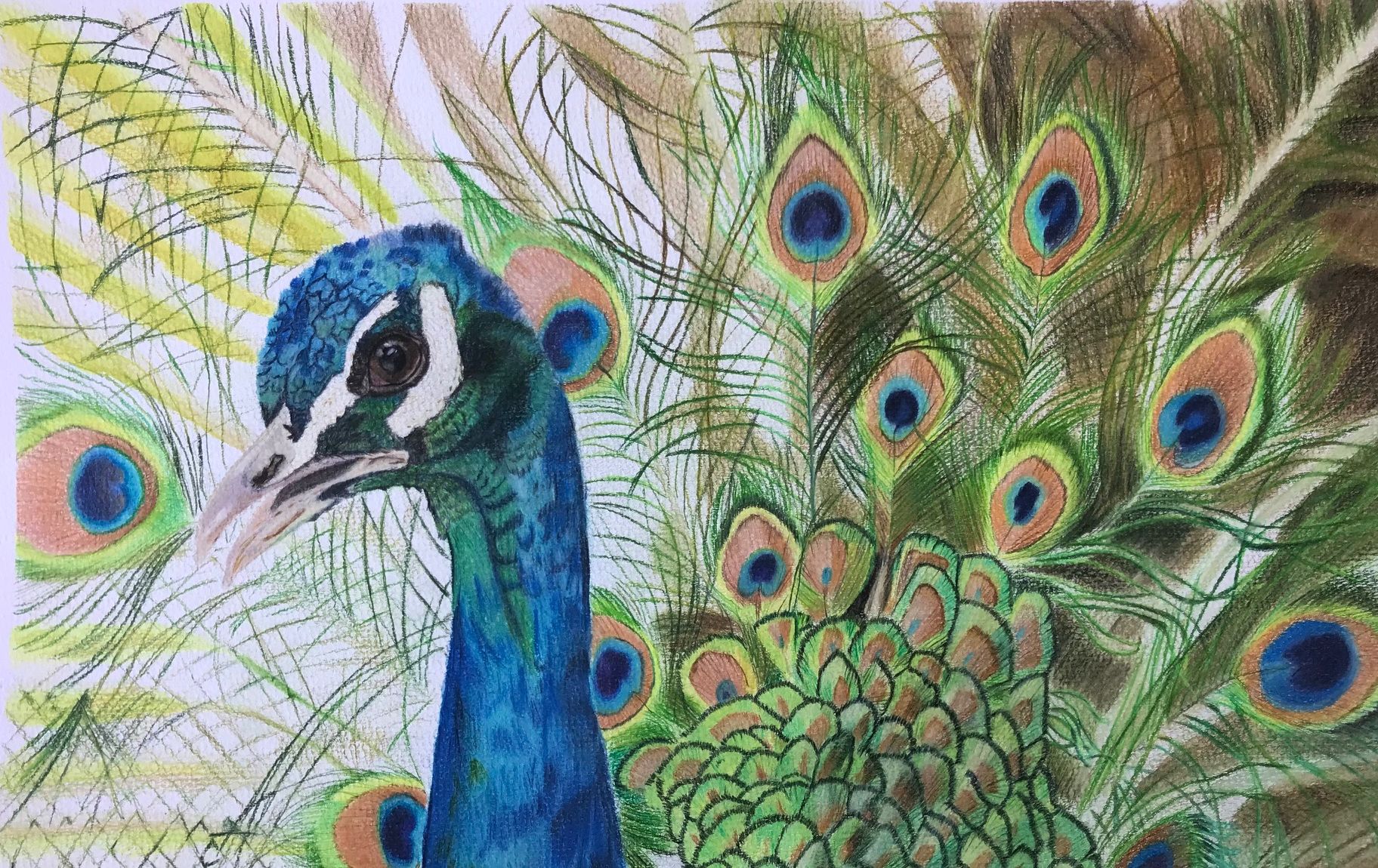 Peacock on heavy texture drawing