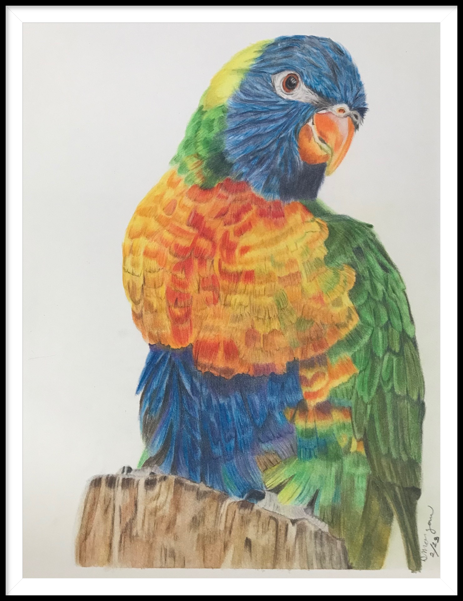 Treat Treat Lorikeet