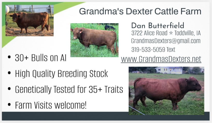https://0201.nccdn.net/1_2/000/000/17b/eda/grandmas-dexter-cattle.jpg