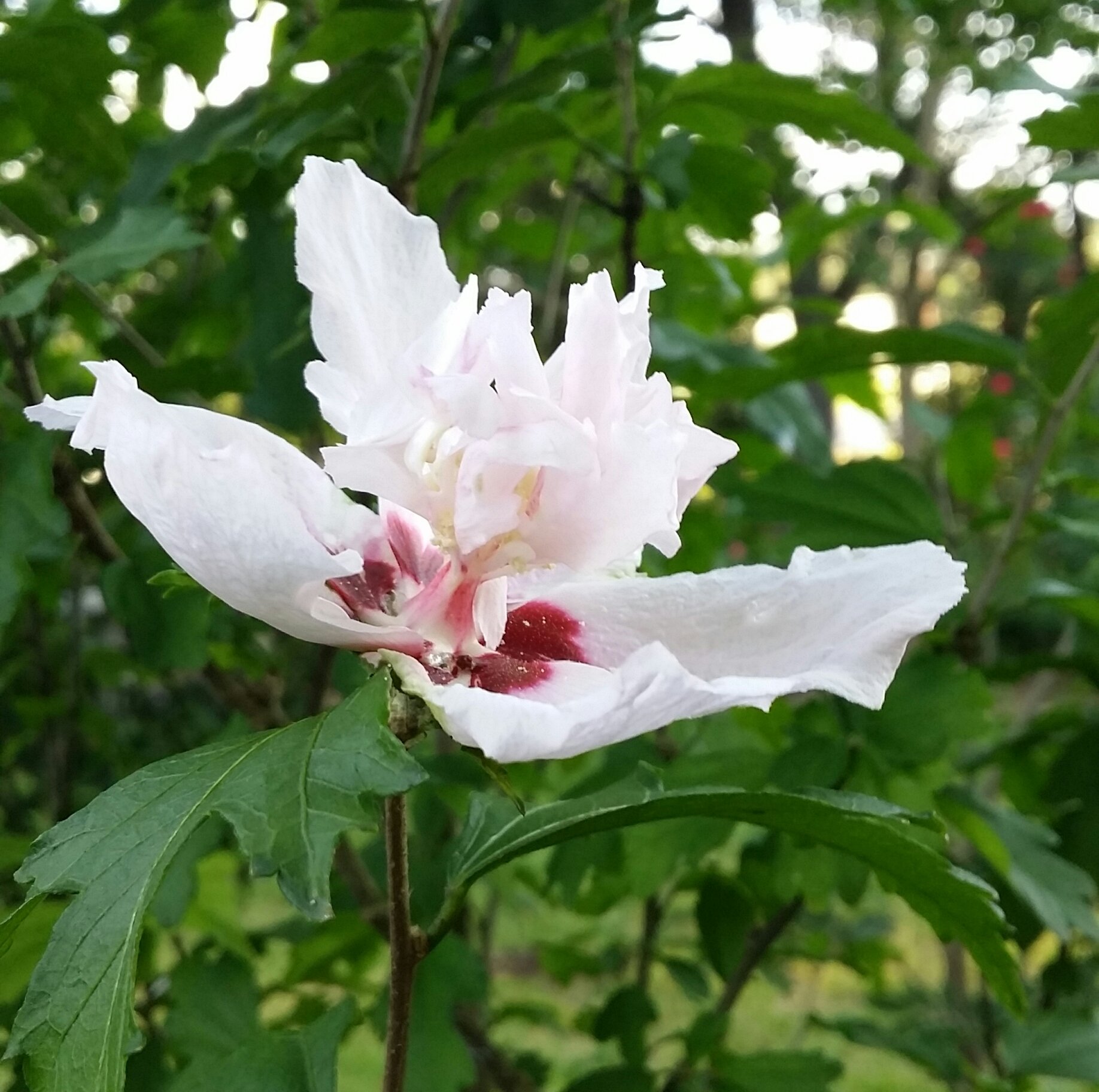 White With Red Center Double Rose of Sharon
