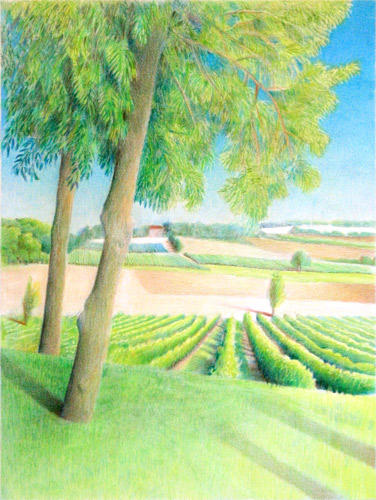 Gaillac Vineyard (Coloured Pencil 40 x 30cm)