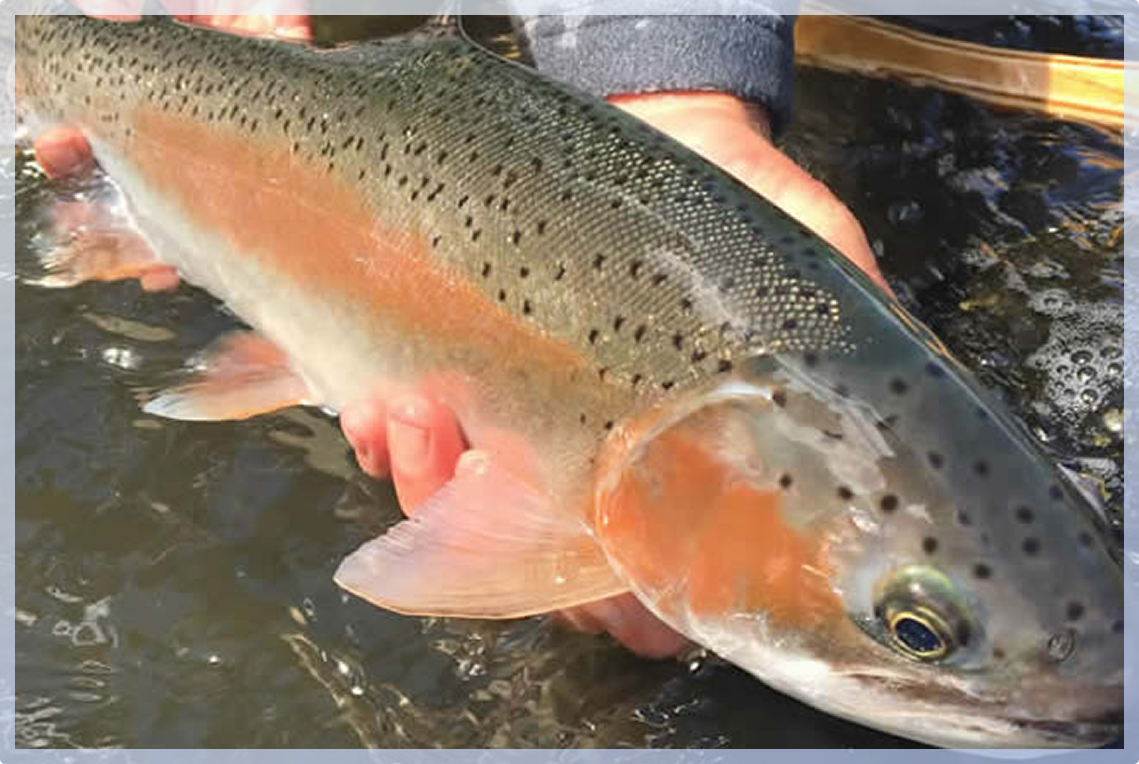 A hand hold a large fish A hand hold a large fish