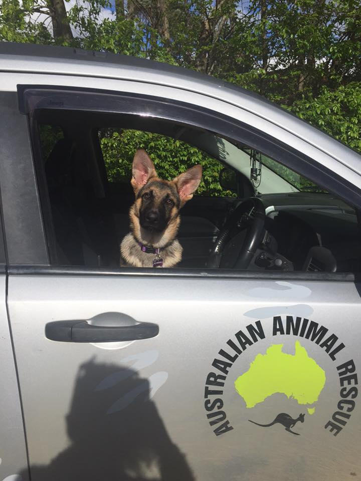 Our gorgeous AAR representative Miss Tahya. We eventually once fully trained will be taking Tahya along with the other educational talks we do, we will also talk to the kids on dogs from care, microchips, name tags to how to approach a stray dog and do's and dont's. She is now nearly 6 months old and currently in commando training