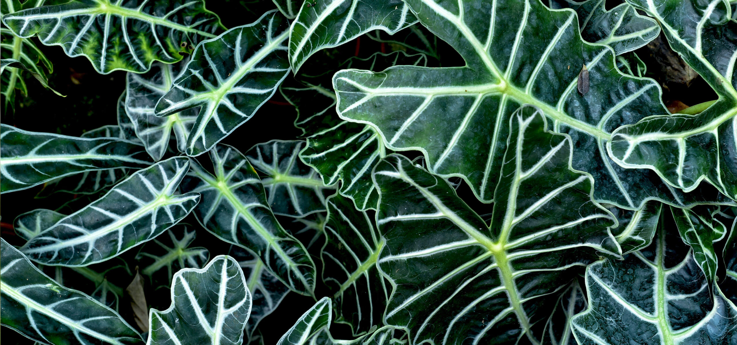 Folhas verdes de Alocasia com veias brancas destacadas.