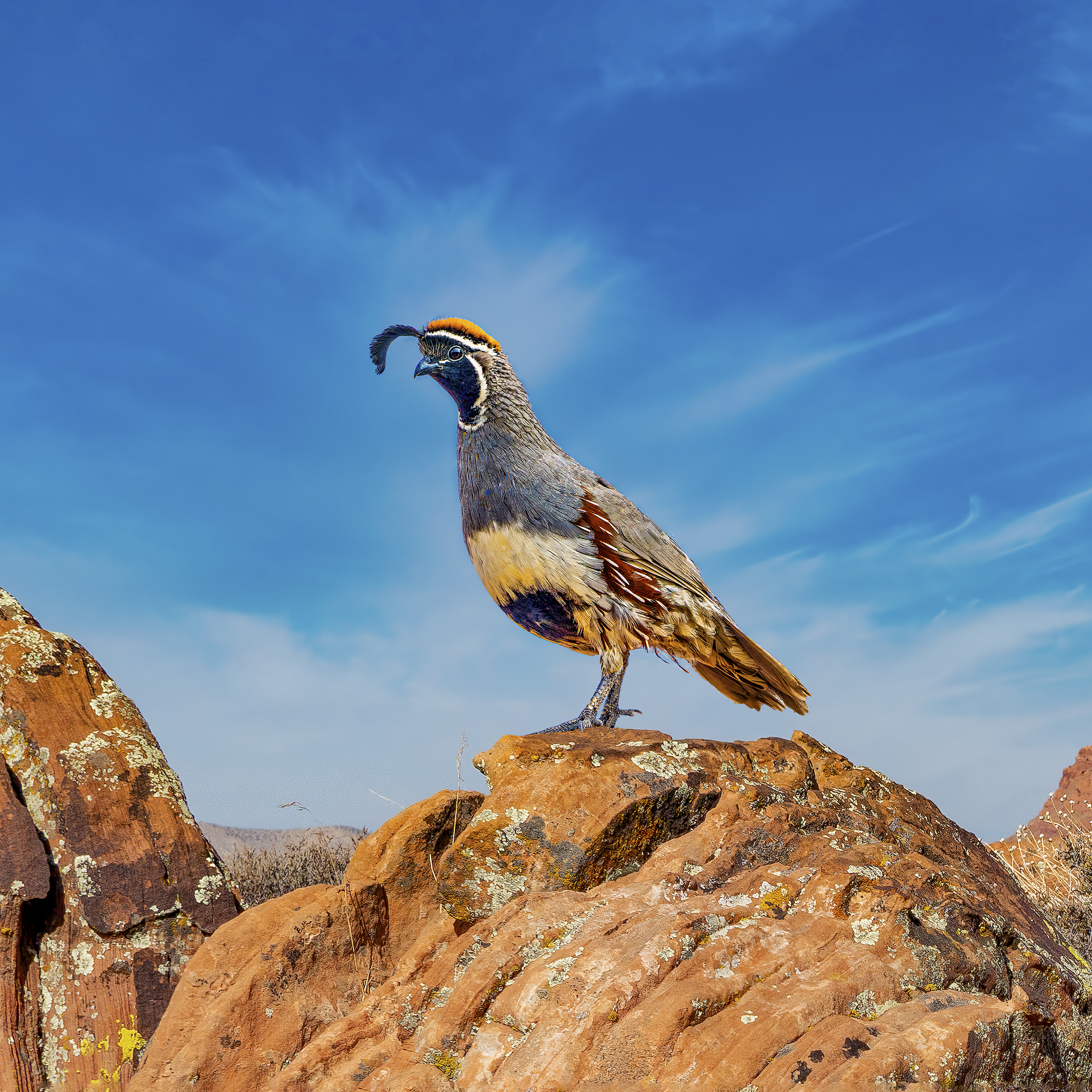 GAMBEL'S QUAIL - This resident of the Sonoran Desert just may be the most skittish bird there is. It scatters at most any movement or sound making it very difficult to get close enough for a good photo. I got a lucky shot while traveling in Arizona.