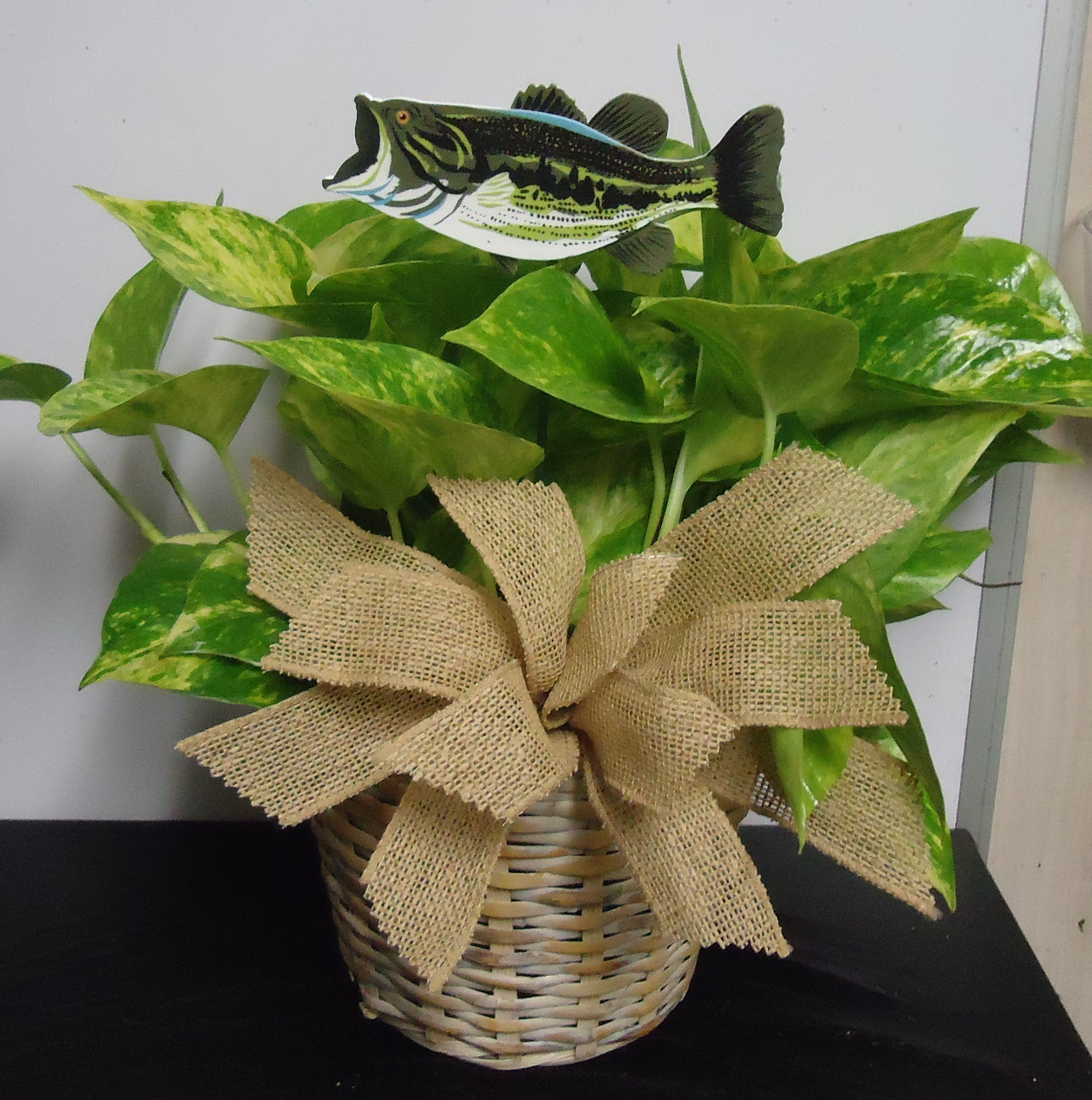 (5) &quot;Pothos&quot; Plant
W/ Fish
$35.00