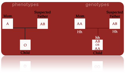 Phenotypes vs Genotypes and Type O's!