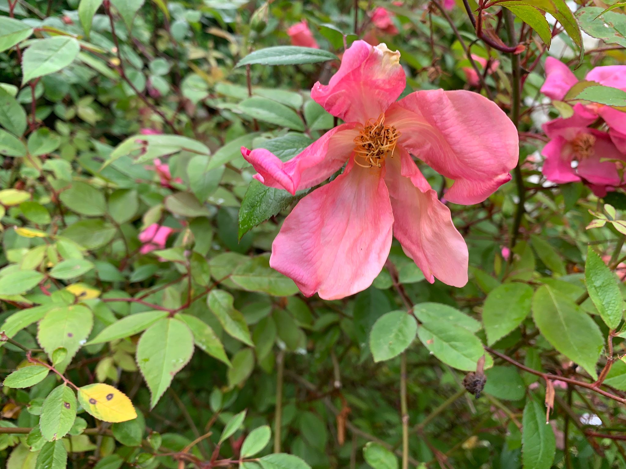 Unknown species rose in John's garden which he says is similar to Glauca but different foliage.