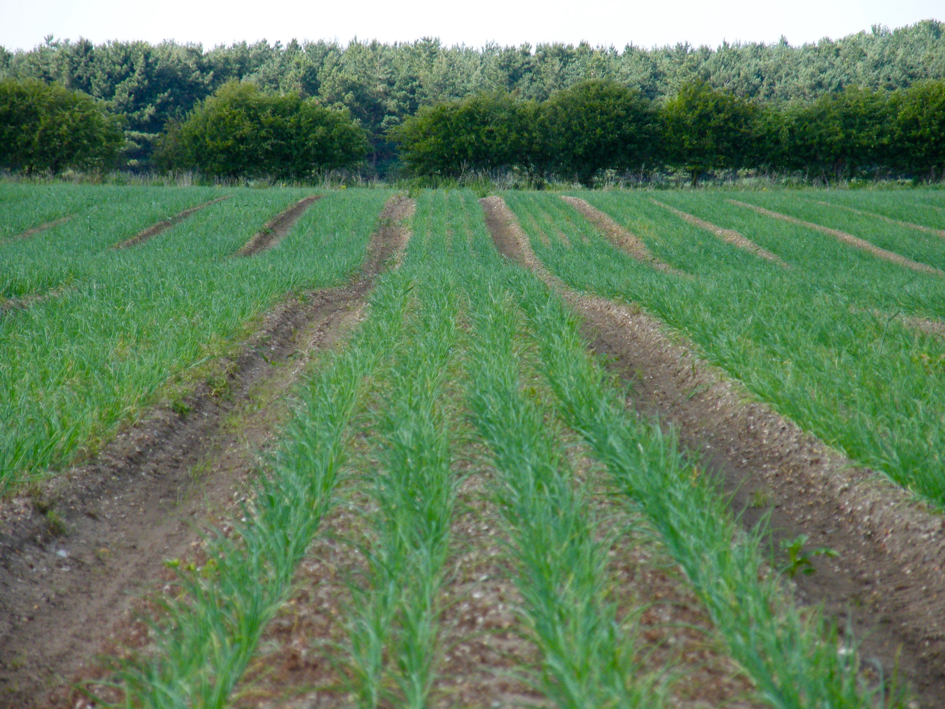 Onions growing on the Lackford Estate