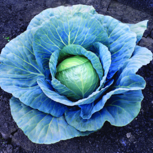 Cabbage Blue Vantage Cabbage Blue Vantage