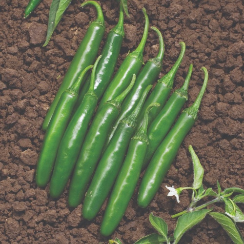 Hot Pepper - Serrano - Cocula F1 Hot Pepper - Serrano - Cocula F1