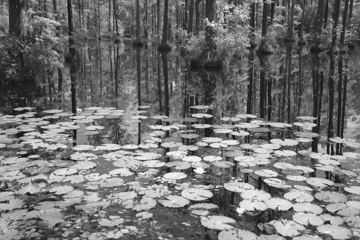 Cypress Swamp
